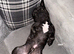 3 year old male french bulldog
