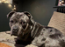 Ghost – Seeking a Loving Forever Home