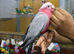 Baby Galah Cockatoo Fully Hand Reared, 2