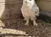 3 year old snowy owl - parent reared
