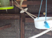 Cockatiel