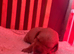 Beautiful KC Fox Red Labrador Puppies