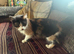 Calico female fluffy cat
