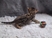 Male Bengal kitten