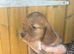 Cocker spaniel