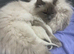 Female Maine Coon xRagdoll Kitten