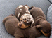 Miniature dachshund