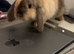 Baby mini lop bunny rabbit