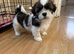 Shih Tzu Puppies Ready for Loving Homes!