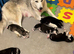 6 x stunning Siberian husky pups ready now