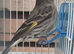 Siskin