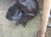 male rabbit