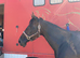 TB mare 15.2 10yrs happy hack all rounder ROR eligible