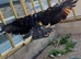 Female golden eagle