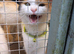 Loving female Calico cat