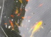 Pond fish