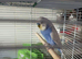 Available Purple like a lavender flower and white wing cock bird male - Quartz
