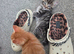 2 AMAZING KITTENS LEFT