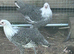 Silver Campine female chickens