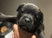 Stunning male patterdale pup