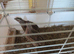 Coturnix Quails 3 x males 5 weeks old happy living together as a group £6 the 3 birds