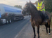 Stunning 6 year old dun mare sports horse