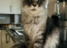 7 Gorgeous Pure Breed Maine Coon Kittens