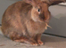 11 month old male rabbit for sale  REGGIE