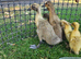 Indian runner duck FEMALES