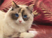 Pure Ragdolls DNA Tested Parents