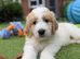 Ready Next week Golden Doodle X Pyrenees