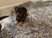 1 beautiful dachshund girl pup ready to Leave for her forever loving home