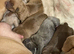 Mixed bully puppy
