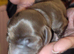 pups for sale