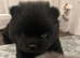 Chow chow puppies for sale