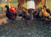 Silkie chicks for sale