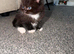 British short hair kittens