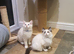 Very Beautiful GCCF Registered Ragdoll Kittens.