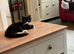 Fully vaccinated long haired male kitten