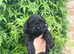 4 gorgeous males looking for a forever home
