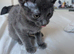 Preloved Russian blue kittens