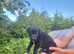 Beautiful Labrador x Lurcher puppies