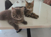 3-Month-Old Maine Coon Kitten for Sale