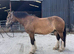 Buddy 16.2 8yo Dun Cob
