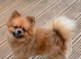 Pomeranian male 3 years