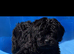 Labradoodle puppies
