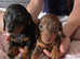 Miniature dachshund puppies