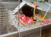 Friendly grey & white baby male mouse with cage