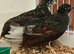 Group of 3 boys