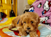 Maltipoo